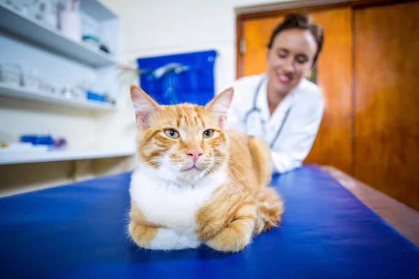 Primo piano del gatto di fronte a una donna veterinaria — Foto Stock