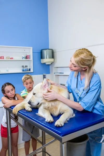 Bir köpek inceleyerek bir kadın Veteriner — Stok fotoğraf