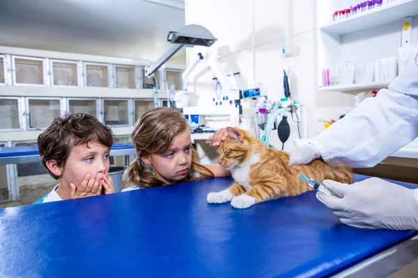 Gatto carino sul tavolo operatorio — Foto Stock