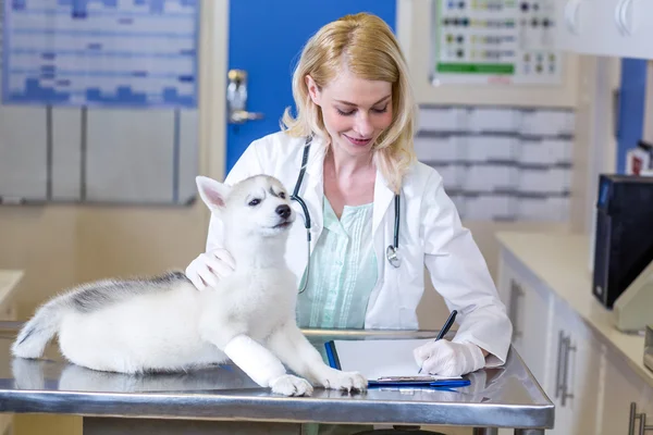 Mujer veterinario escribir cachorros examen resultados — Foto de Stock