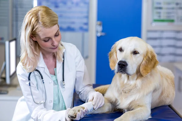 Mulher veterinário examinando os cães pata — Fotografia de Stock
