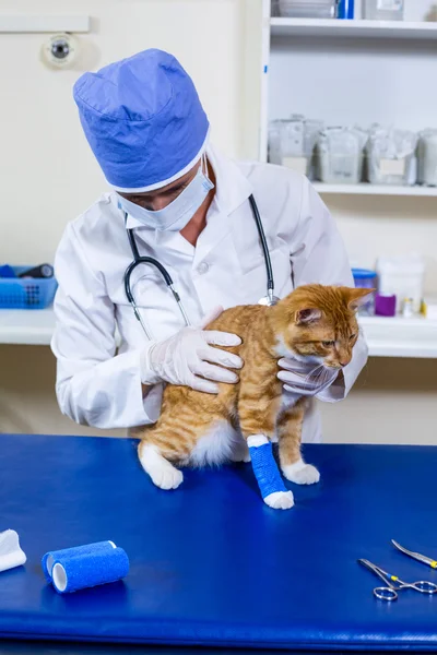 Tierarzt mit Maske untersucht eine Katze auf dem Untersuchungstisch — Stockfoto