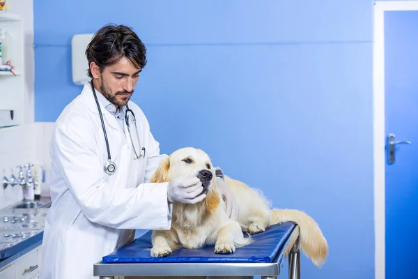 Un homme vétérinaire examinant un chien — Photo
