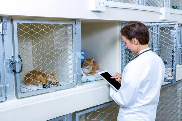 A woman vet taking notes with tablet computer — Stock Photo, Image