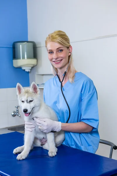 Poz ve gülümseyen bir köpekle kadın Veteriner — Stok fotoğraf