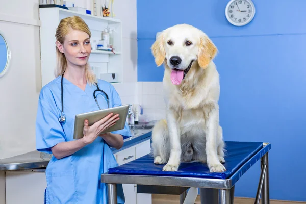 Uma mulher veterinária com computador tablet procurando um cão — Fotografia de Stock