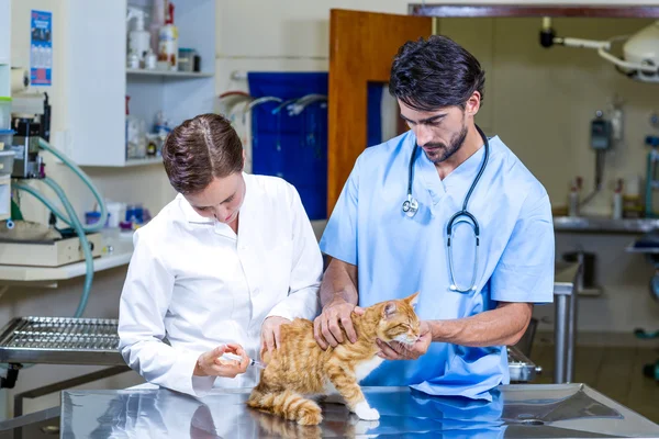 Twee dierenartsen voor de behandeling van een kat — Stockfoto