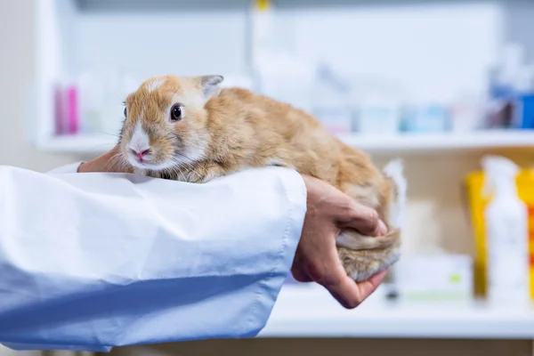 Un conejo siendo agarrado por un veterinario —  Fotos de Stock