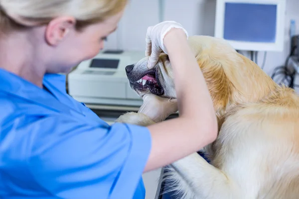 Mujer veterinario exqmining un perro — Foto de Stock