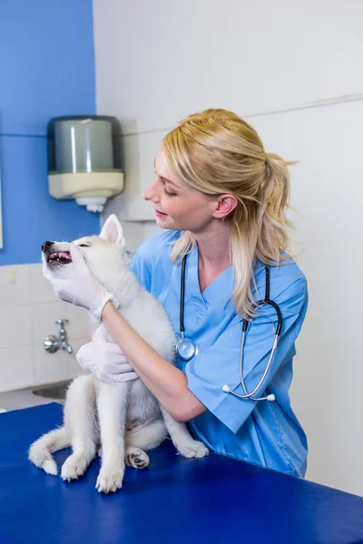 Una veterinaria acariciando a un perro — Foto de Stock