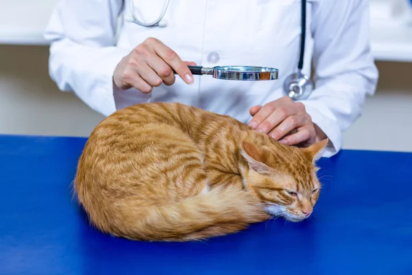 Крупным планом ветеринар осматривает милую кошку — стоковое фото