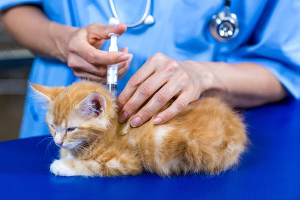 Nahaufnahme einer Tierärztin, die ein Kätzchen absetzt — Stockfoto