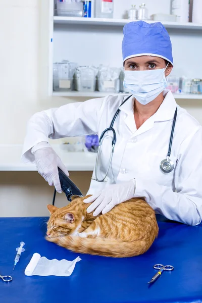 Porträtt av veterinär rakning en katt för en operation Royaltyfria Stockfoton