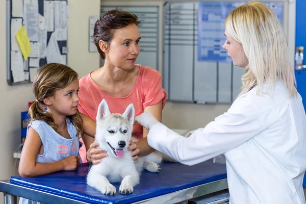 Vrouw dierenarts praten met de eigenaren van de puppys — Stockfoto