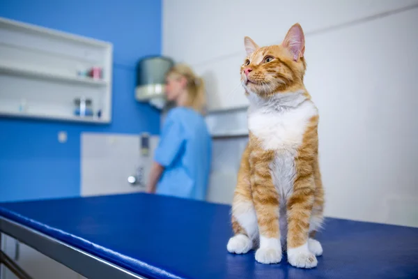 Eine süße Katze posiert und sitzt — Stockfoto