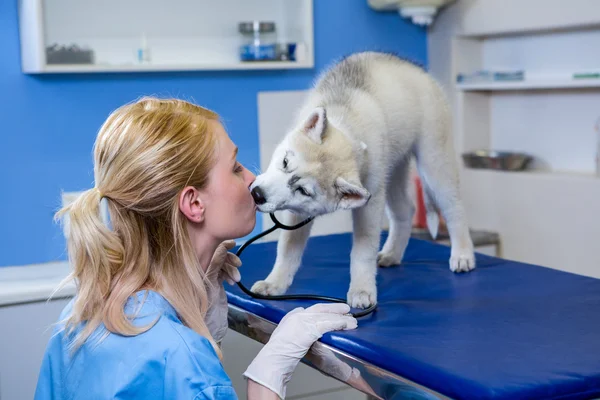 Жінка-ветеринар цілує собаку — стокове фото