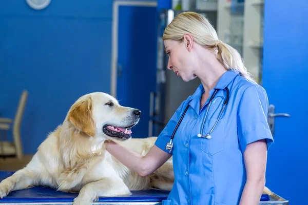 Woman vet stroking a dog — Stock Photo, Image