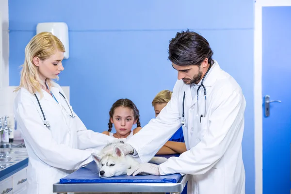 Dois veterinários examinando um cão — Fotografia de Stock