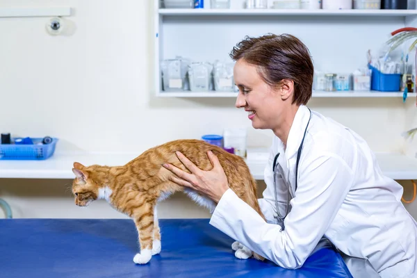 Mulher veterinário examinando um gato — Fotografia de Stock