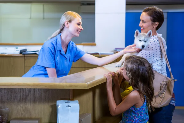 Una mujer veterinaria acariciando al perro de sus clientes —  Fotos de Stock