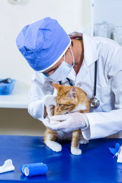 Bir kedi muayene masasında inceleyerek maskesi ile veteriner — Stok fotoğraf