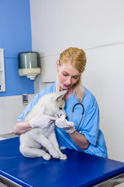 Uma mulher veterinário examinando um cão — Fotografia de Stock
