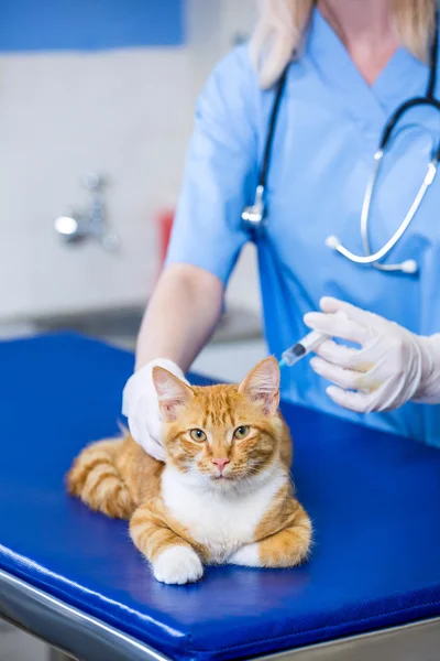 Una donna veterinaria che mette giù un gatto — Foto Stock