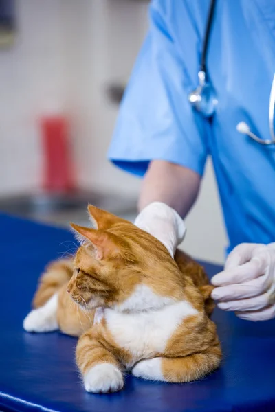 Una mujer veterinaria examinando un gato —  Fotos de Stock