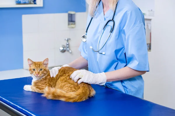 Uma mulher veterinária acariciando um gato — Fotografia de Stock