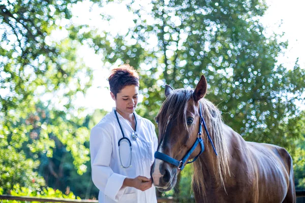 Woman vet examining a horse