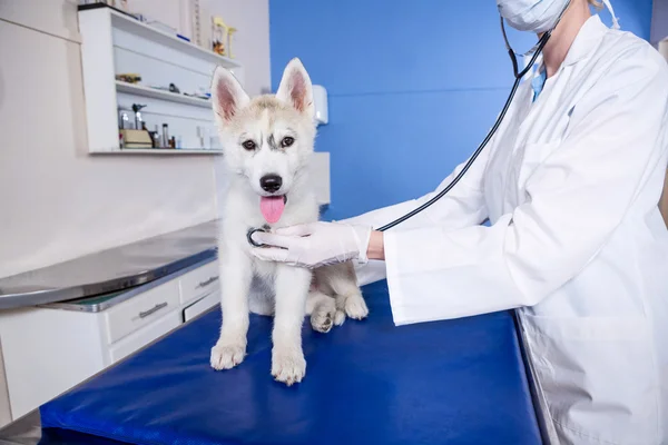 Close up of woman vet examining a dog — Stock Photo, Image