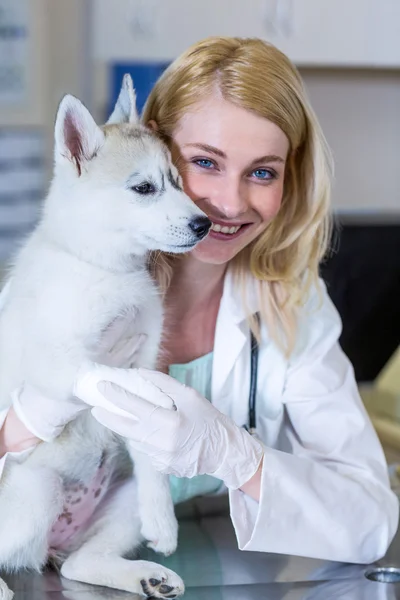 Portret, kształcenia i szkolenia zawodowego kobieta uśmiechając się i trzymając cute puppy — Zdjęcie stockowe