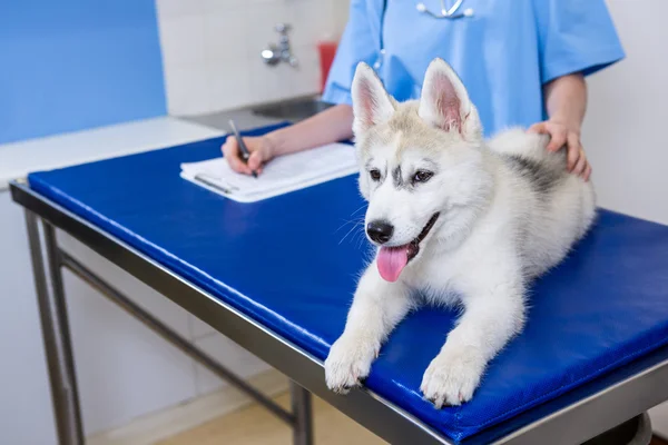 O femeie veterinar mângâie un câine — Fotografie, imagine de stoc