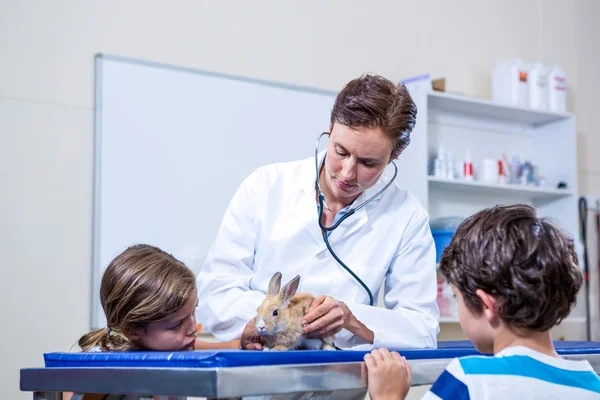 En veterinär undersöker en kanin i hennes veterinär kontor — Stockfoto