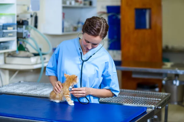子猫を調べる女性獣医 — ストック写真