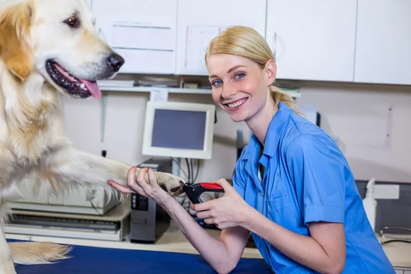 Mujer sonriente veterinaria cuidando de un perro y posando — Foto de Stock