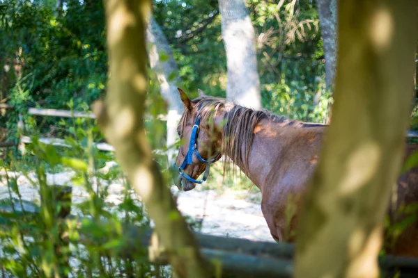 Pferd steht hinter einem Baum — Stockfoto