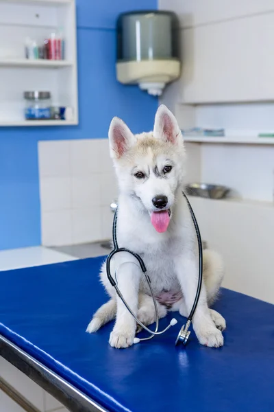 Собака тримає стетоскоп — стокове фото