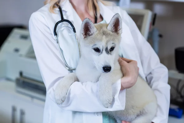 Bir köpek getiren bir kadın Veteriner — Stok fotoğraf