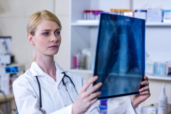 Una mujer veterinaria observando rayos X —  Fotos de Stock