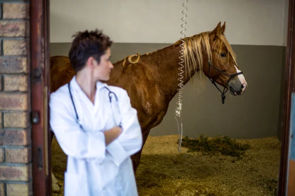 Porträt einer Tierärztin, die ein krankes Pferd betrachtet — Stockfoto