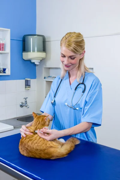 Женщина-ветеринар усыпляет кота — стоковое фото