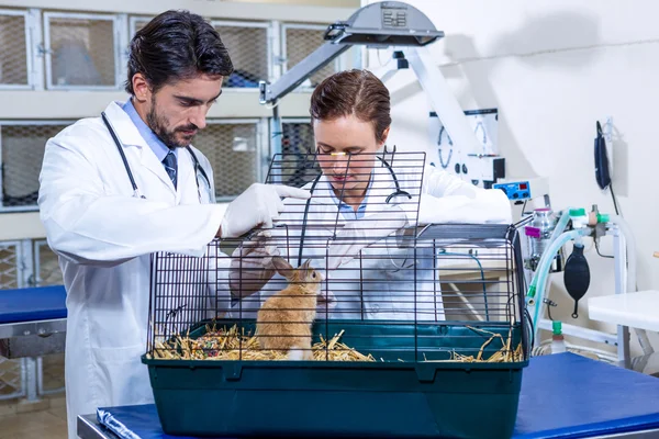 Tierärzte kümmern sich um ein Kaninchen — Stockfoto