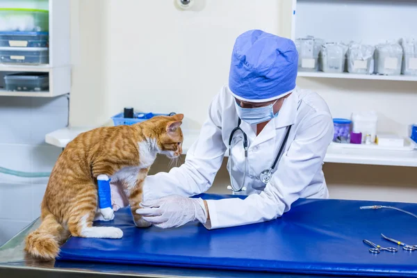 Veterinär med mask undersöka en katt på undersökning bord Royaltyfria Stockfoton