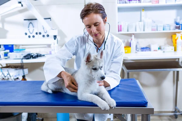 Tierärztin untersucht Hund — Stockfoto