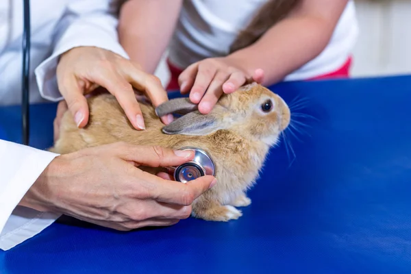 Primer plano de un conejo examinado por el veterinario — Foto de Stock