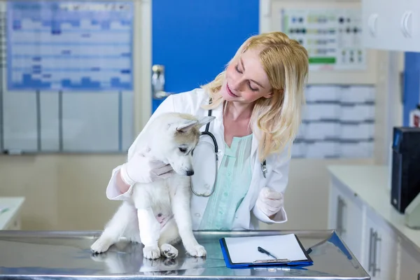 Жінка-ветеринар посміхається і дивиться милий щеня — стокове фото