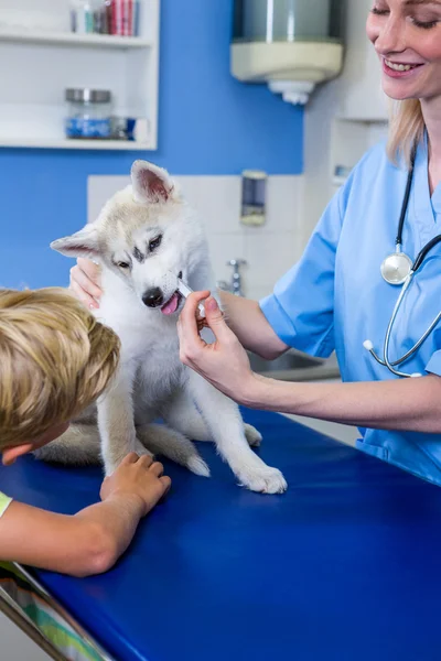 A woman vet putting down a dog — Stock Photo, Image