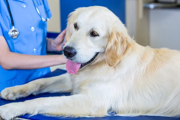 Retrato de un buen perro durante el examen veterinario — Foto de Stock