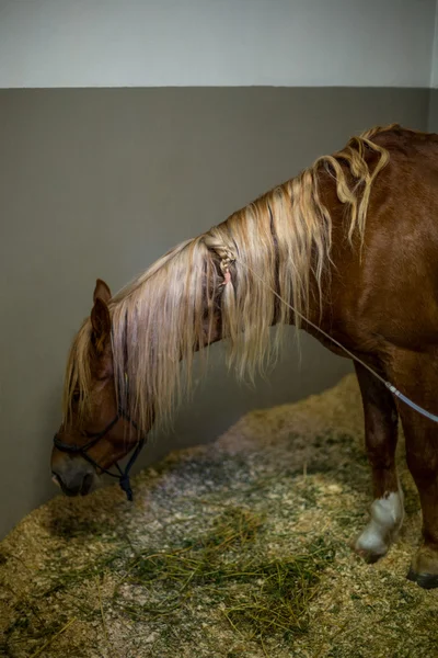 Porträt eines kranken Pferdes — Stockfoto